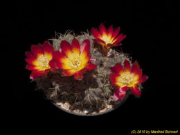 Sulcorebutia tarabucoensis 3329